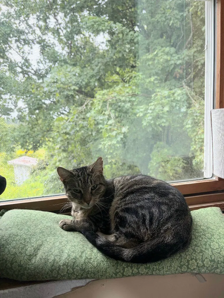 Kiwi, a young female cat up for adoption