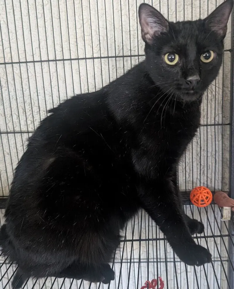 Mocha, an adult female cat up for adoption