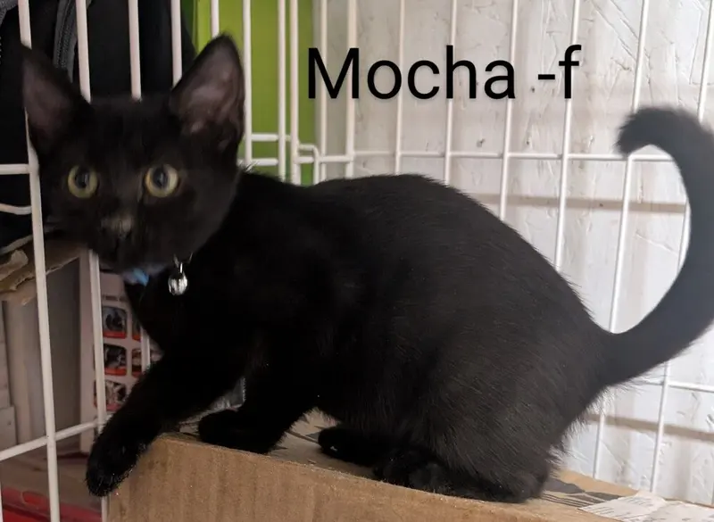 Mocha, photo 3
