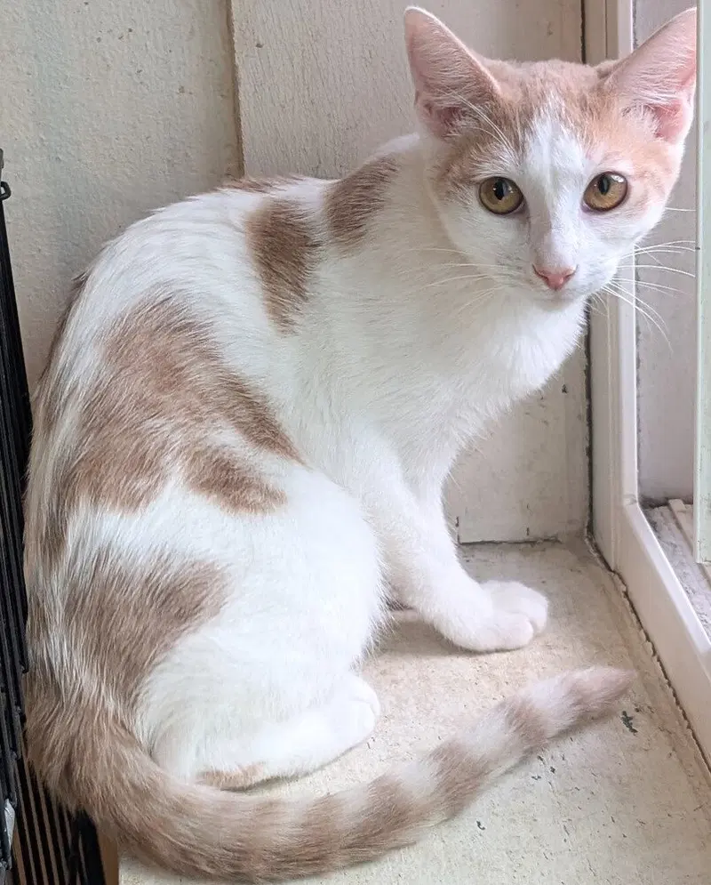 Paprika, photo 2