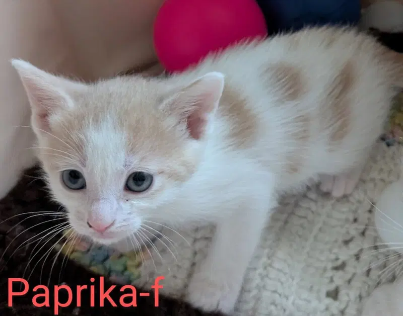 Paprika, photo 3