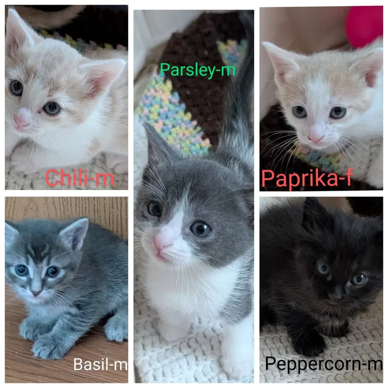 Paprika, photo 4