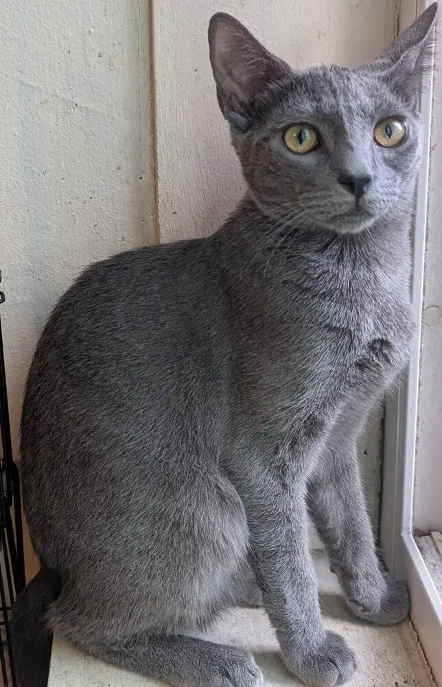 Raja, a male kitten up for adoption