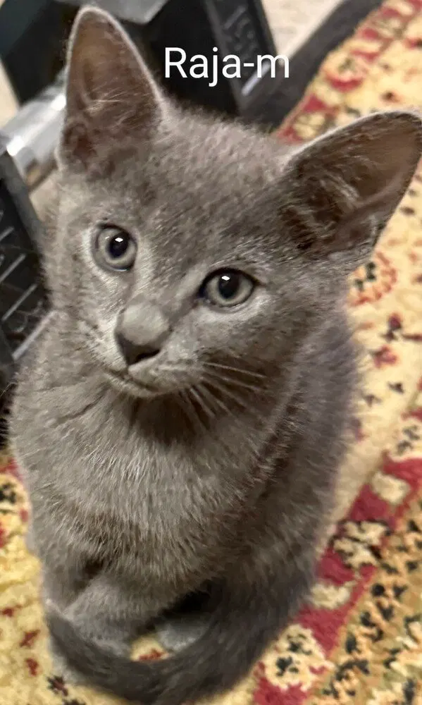 Raja, photo 2