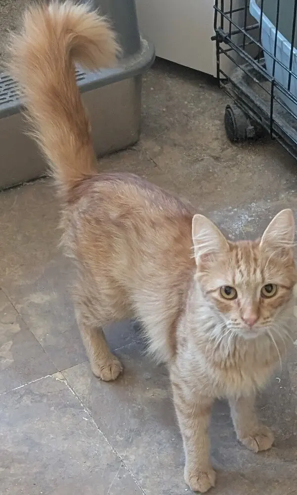 Red, a female kitten up for adoption