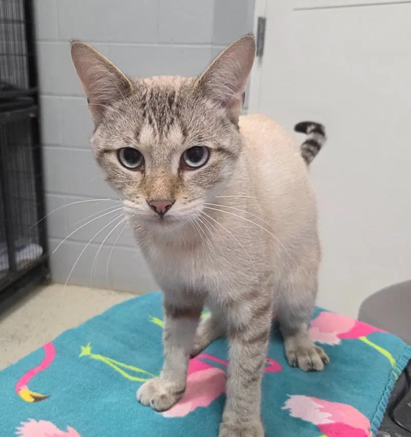 Luca, a young male cat up for adoption