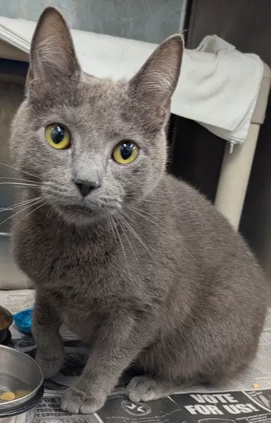 Seal, an adult male cat up for adoption
