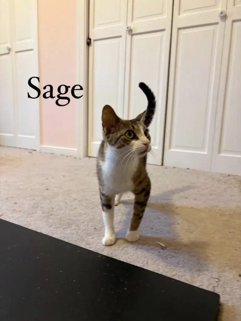 Sage, photo 4