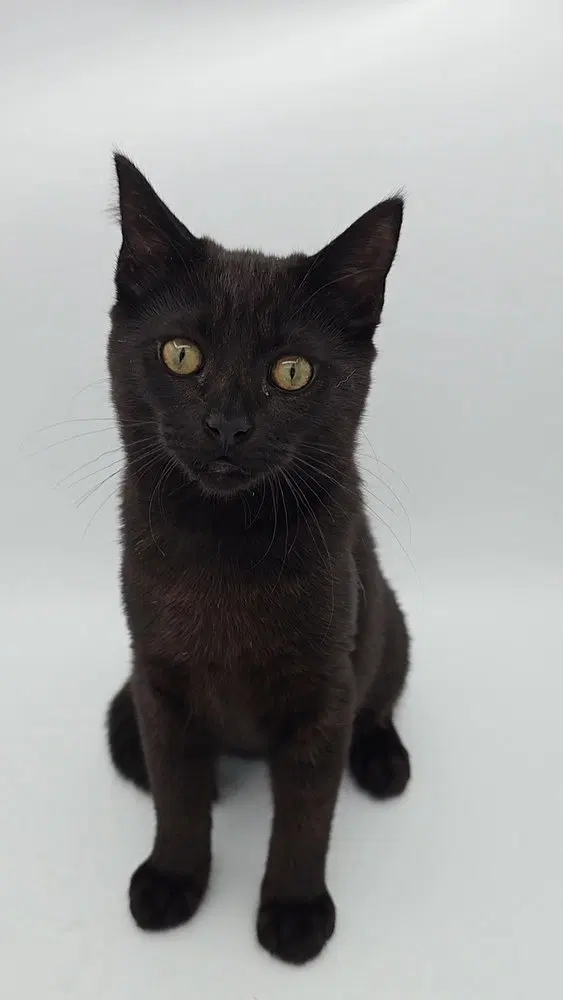 Haze, a female Bombay kitten up for adoption