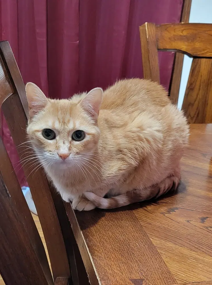 Lily, a senior female cat up for adoption