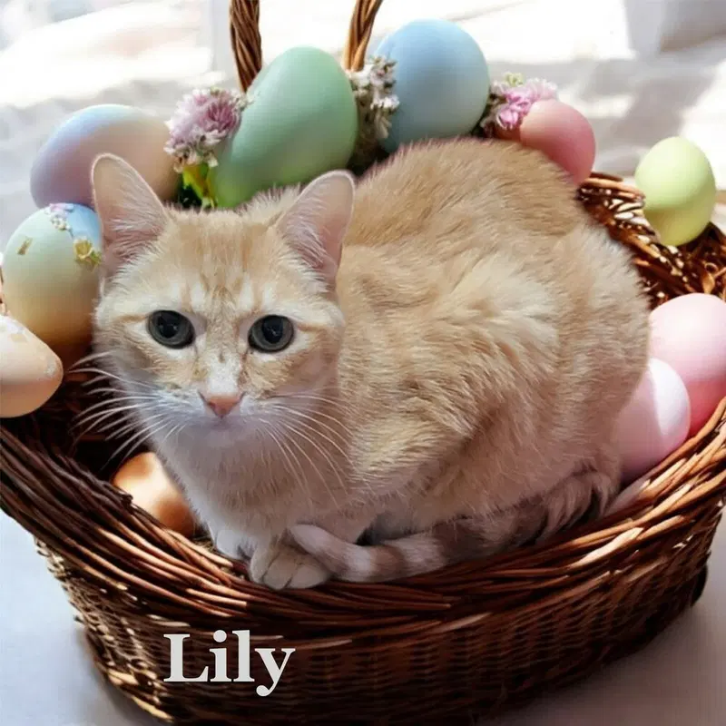 Lily, photo 2
