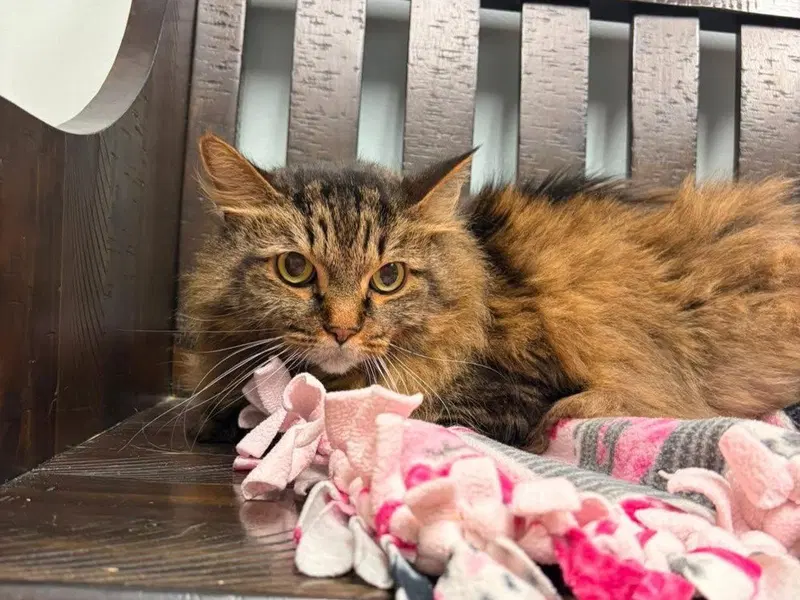 Sara, a senior female cat up for adoption