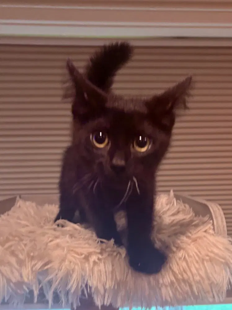 Ellie Jane, photo 3