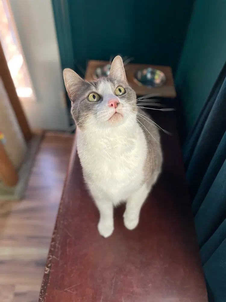 Myrtle, an adult female cat up for adoption