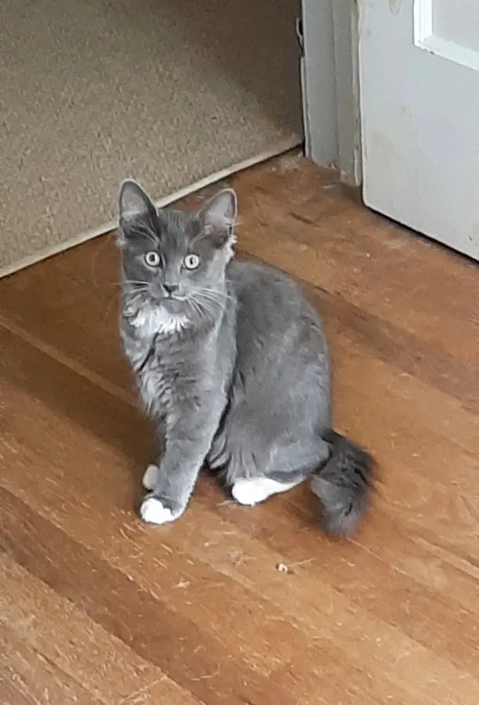 Lilly, a female kitten up for adoption