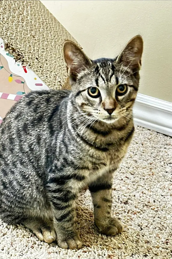 James, a male kitten up for adoption