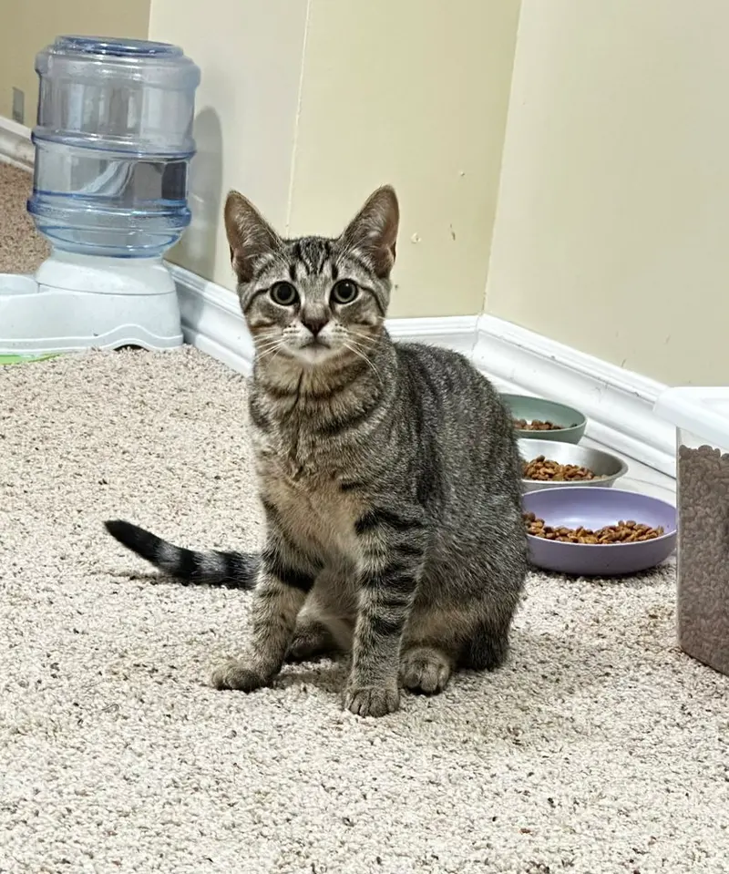 Orla, a female kitten up for adoption