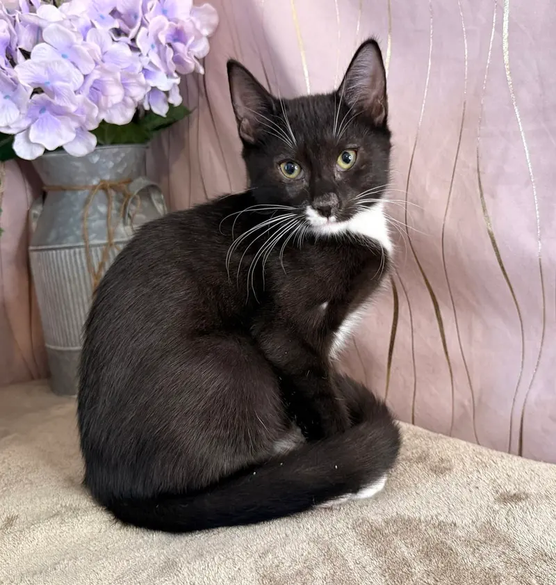 Everest, a male kitten up for adoption