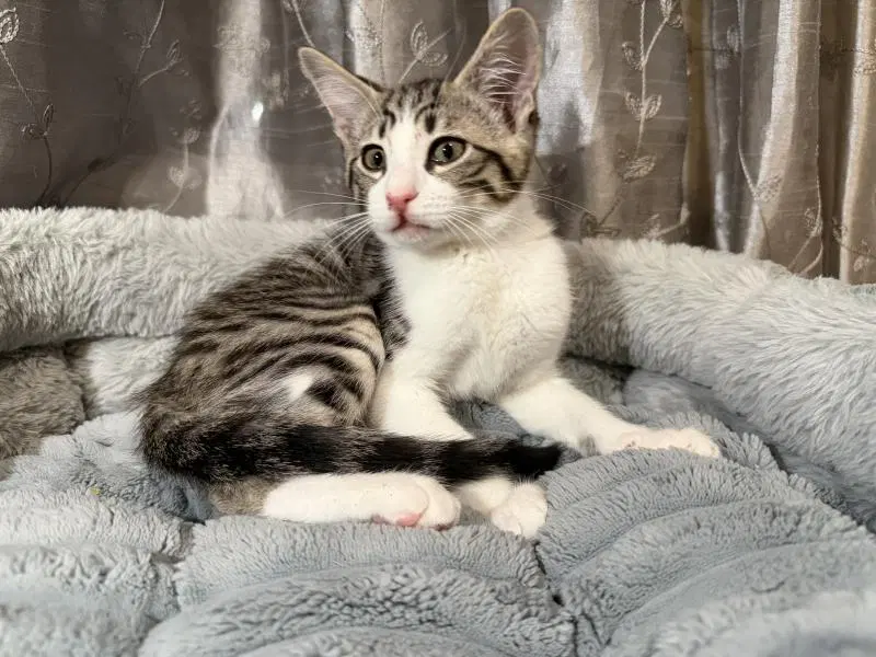 Molley, a young female cat up for adoption