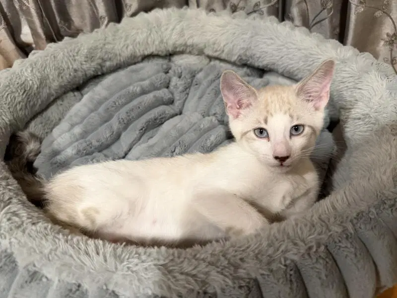 Chimmy, a young female Siamese cat up for adoption