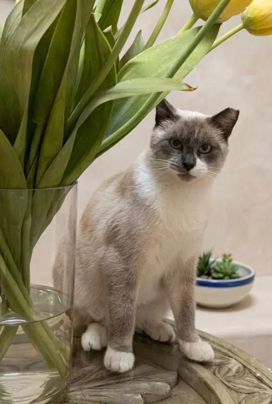 Sami, a young male American Shorthair cat up for adoption