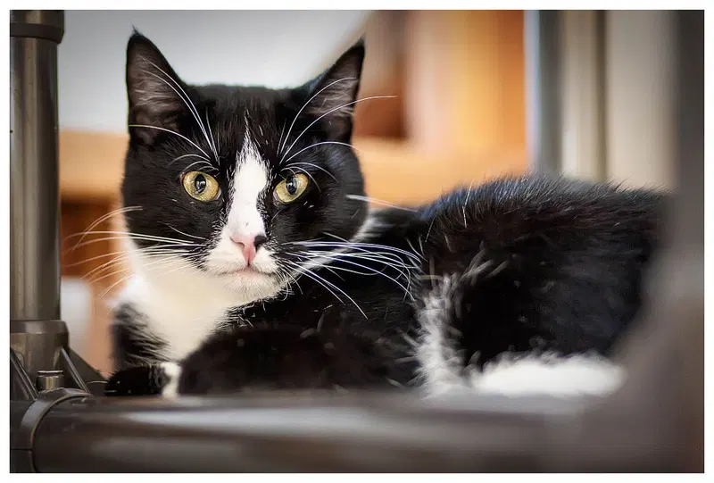 Ninja, a senior male cat up for adoption