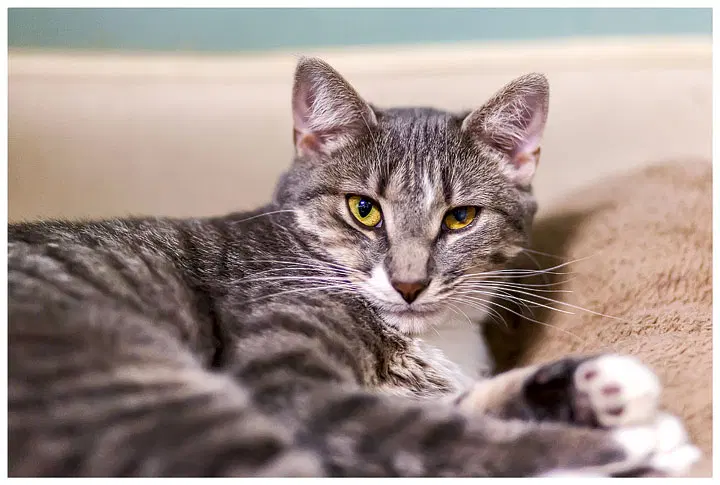 Gonzo, a senior female cat up for adoption