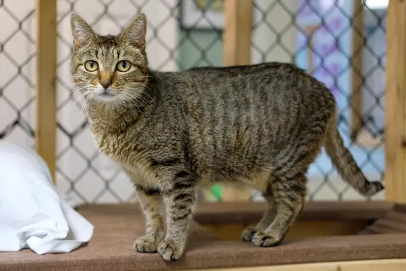 Gidget, a senior female cat up for adoption