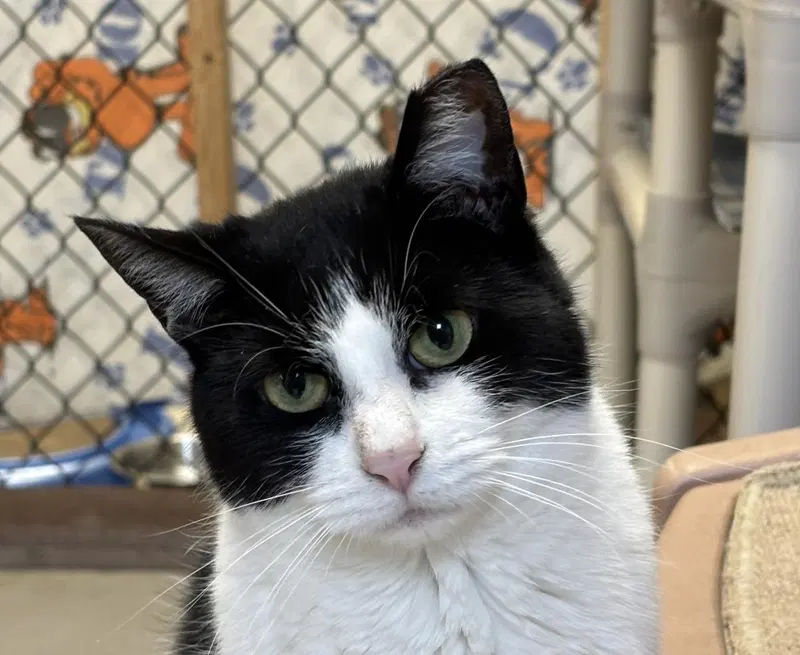 Kitty, an adult female cat up for adoption
