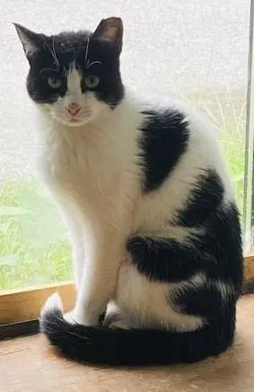 Kitty, photo 2