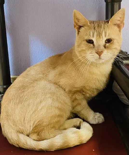 Ronaldo, an adult male cat up for adoption