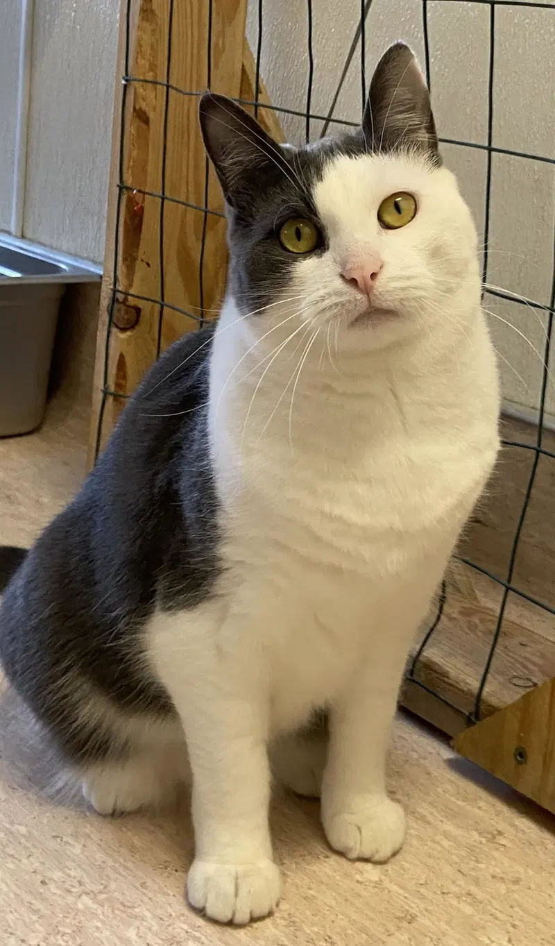Ms. Dutchess, an adult female cat up for adoption