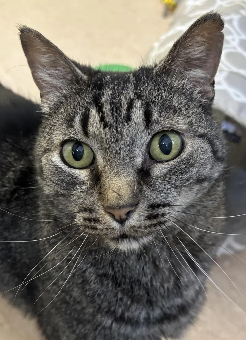 Pico, a senior male cat up for adoption