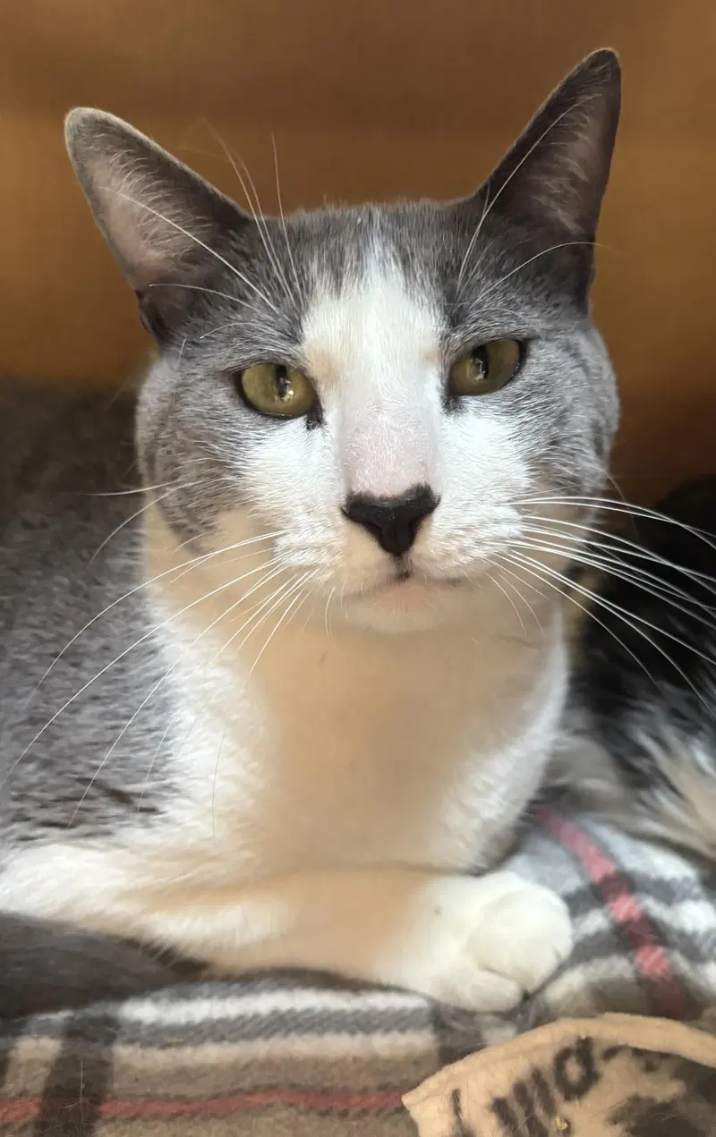 Sanji, an adult male cat up for adoption