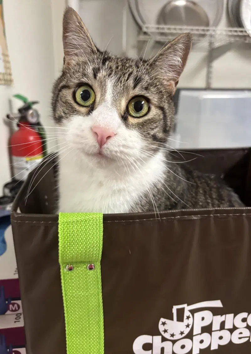 Mavis, an adult male cat up for adoption