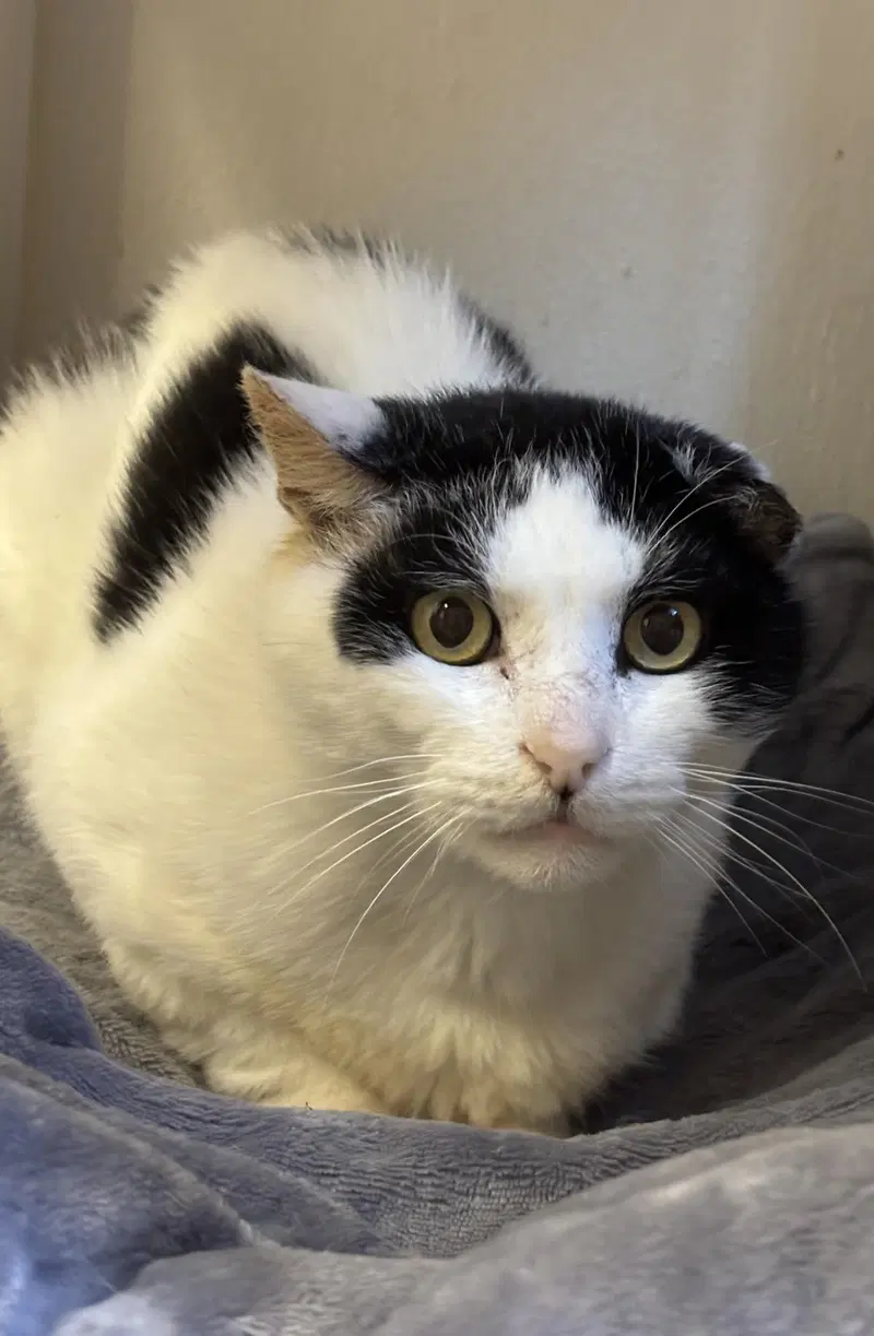 Nickel, a senior male cat up for adoption