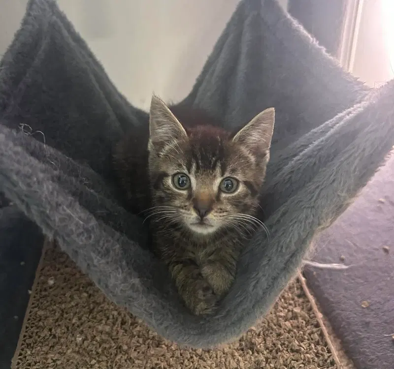 Mr Pibb, a male kitten up for adoption