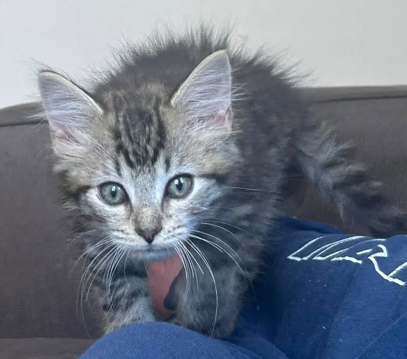 Dr Pepper, a male kitten up for adoption