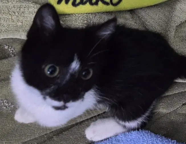 Oreo & Flower, male Tuxedo kittens up for adoption