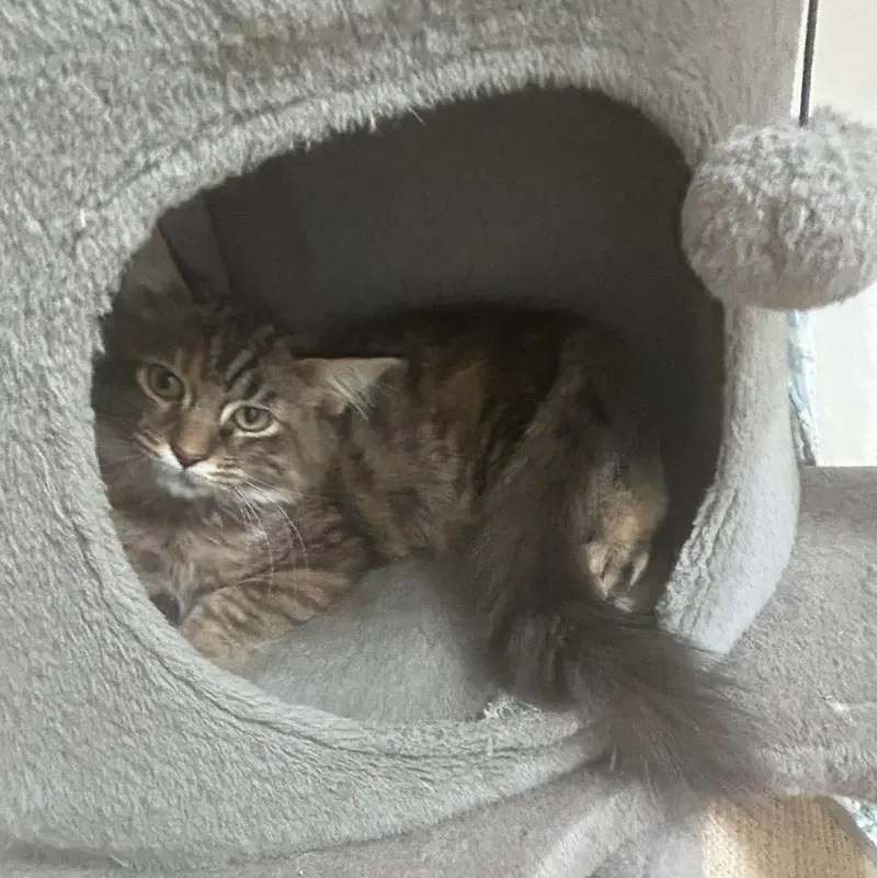 Nebula, a female kitten up for adoption