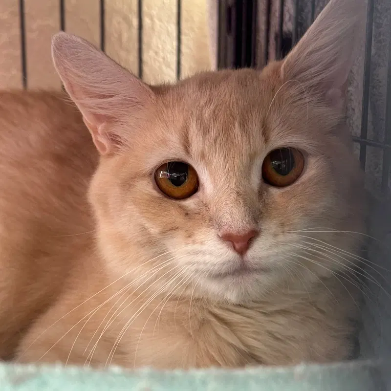 Bailee, a young female cat up for adoption
