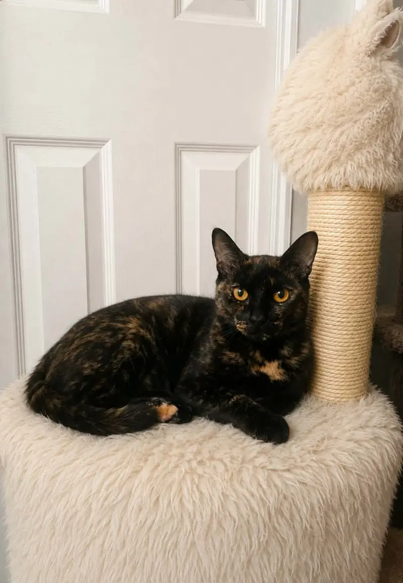 Gemma, an adult female Tortoiseshell cat up for adoption