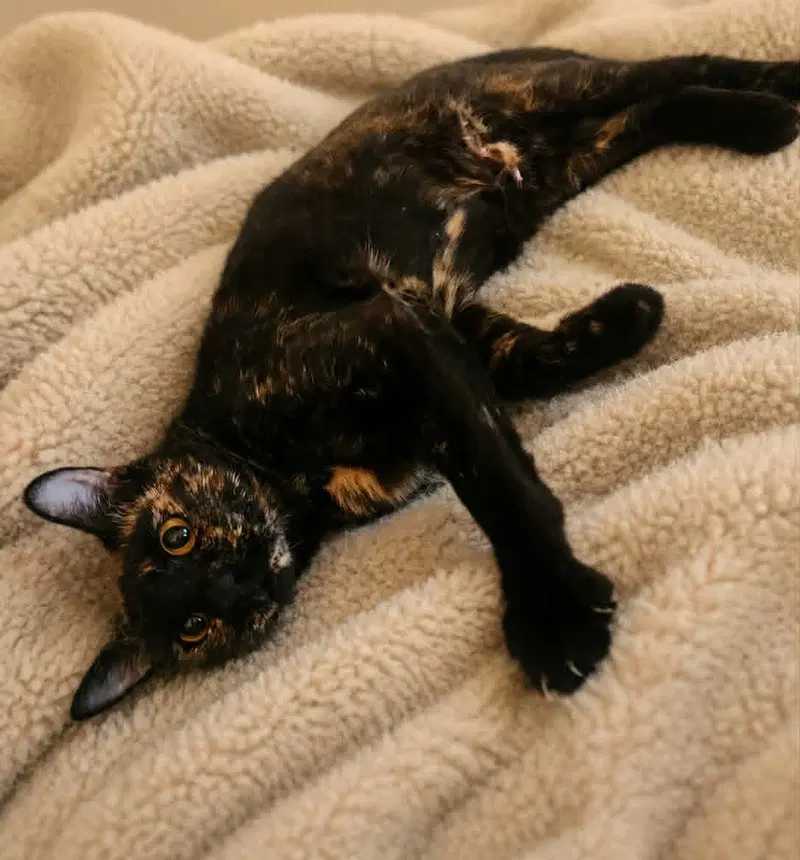 Gemma, photo 2