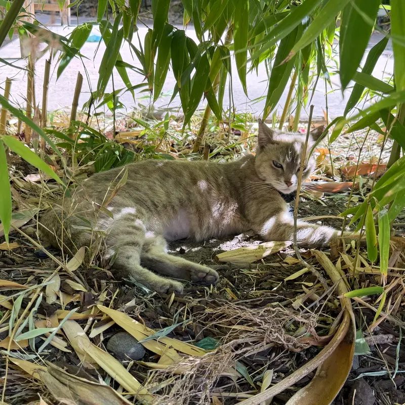 Bamboo, photo 2
