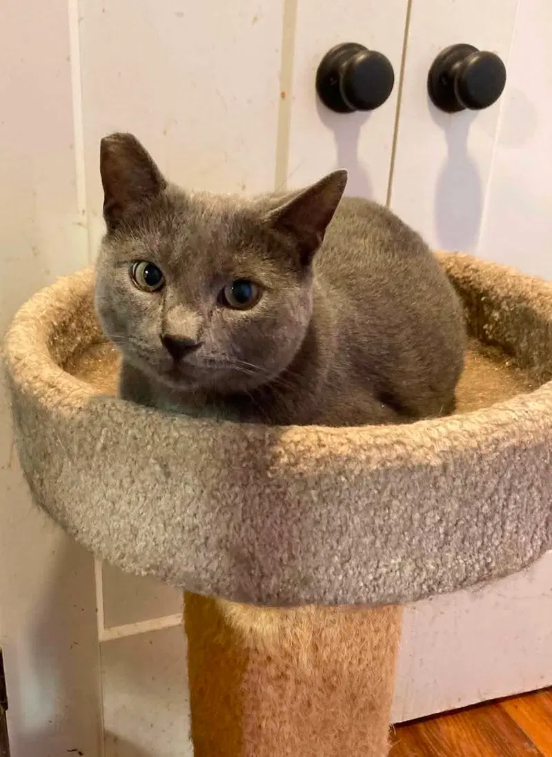 Baloo, a young male cat up for adoption