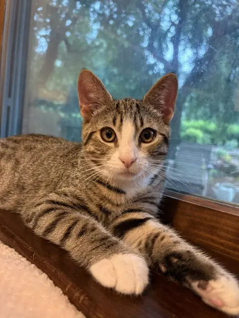 Teddy, a male kitten up for adoption
