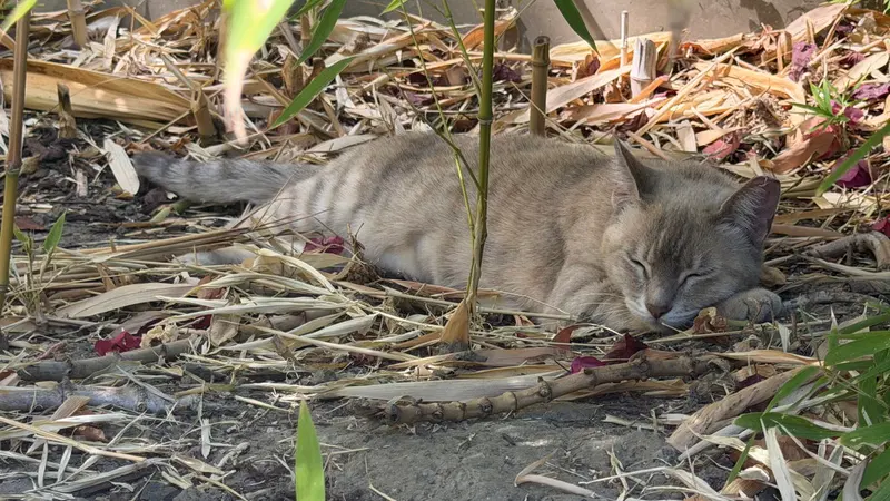 Bamboo, photo 4