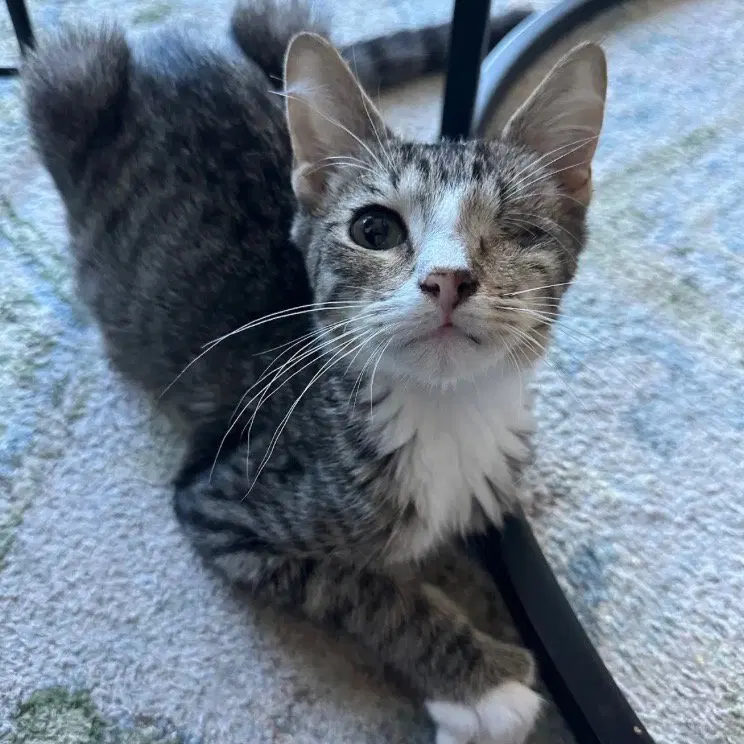 Americano, a male kitten up for adoption
