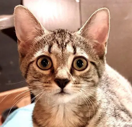 Reba, a female kitten up for adoption