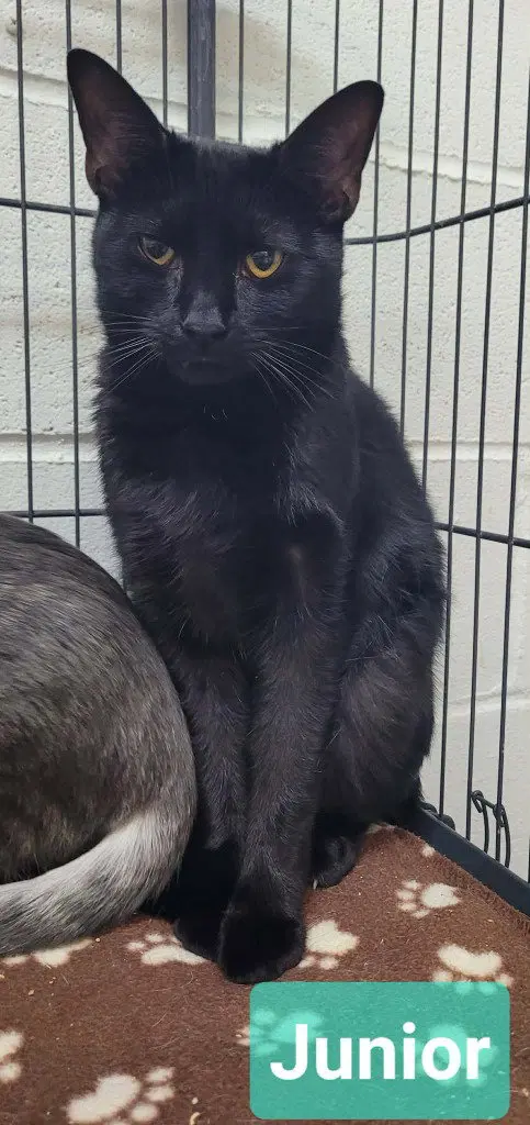 Junior, a young male cat up for adoption